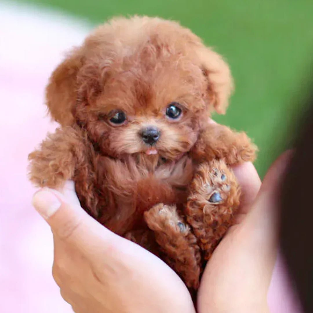 Interactieve pluchen hond met realistische bewegingen voor knuffelplezier. Ideaal voor kinderen & senioren.