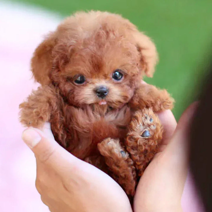 Interactieve pluchen hond met realistische bewegingen voor knuffelplezier. Ideaal voor kinderen & senioren.