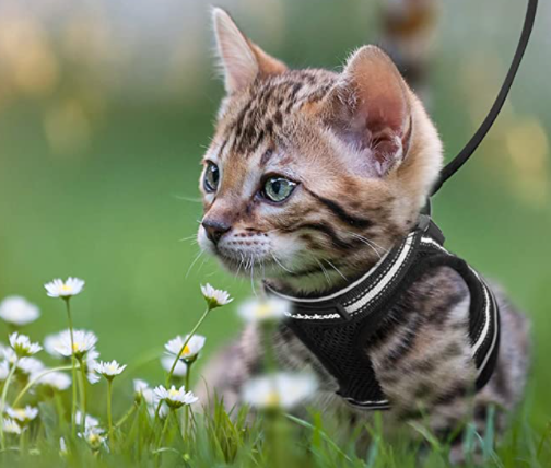 "Kattentuigje in blauw en rood, ademend materiaal met reflecterende stroken, uitbraakbestendig voor avontuurlijke wandelingen